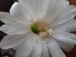 Алан (СИ) - "Марион"