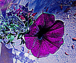 Плач скрипки - Юдичева Нина