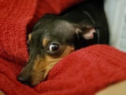 Хроники Плюши - Плюша Александр Адольфович "Плюшан"